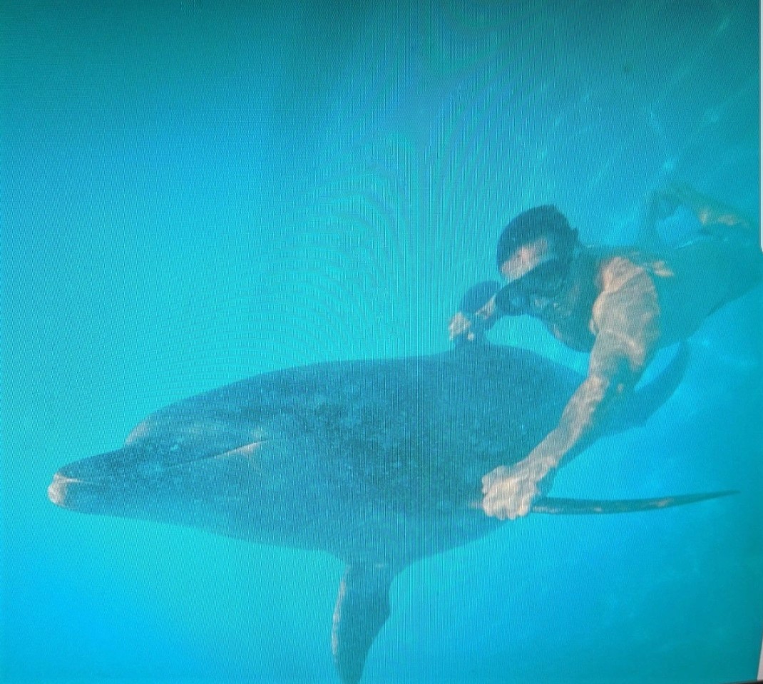 Swimming alongside a dolphin