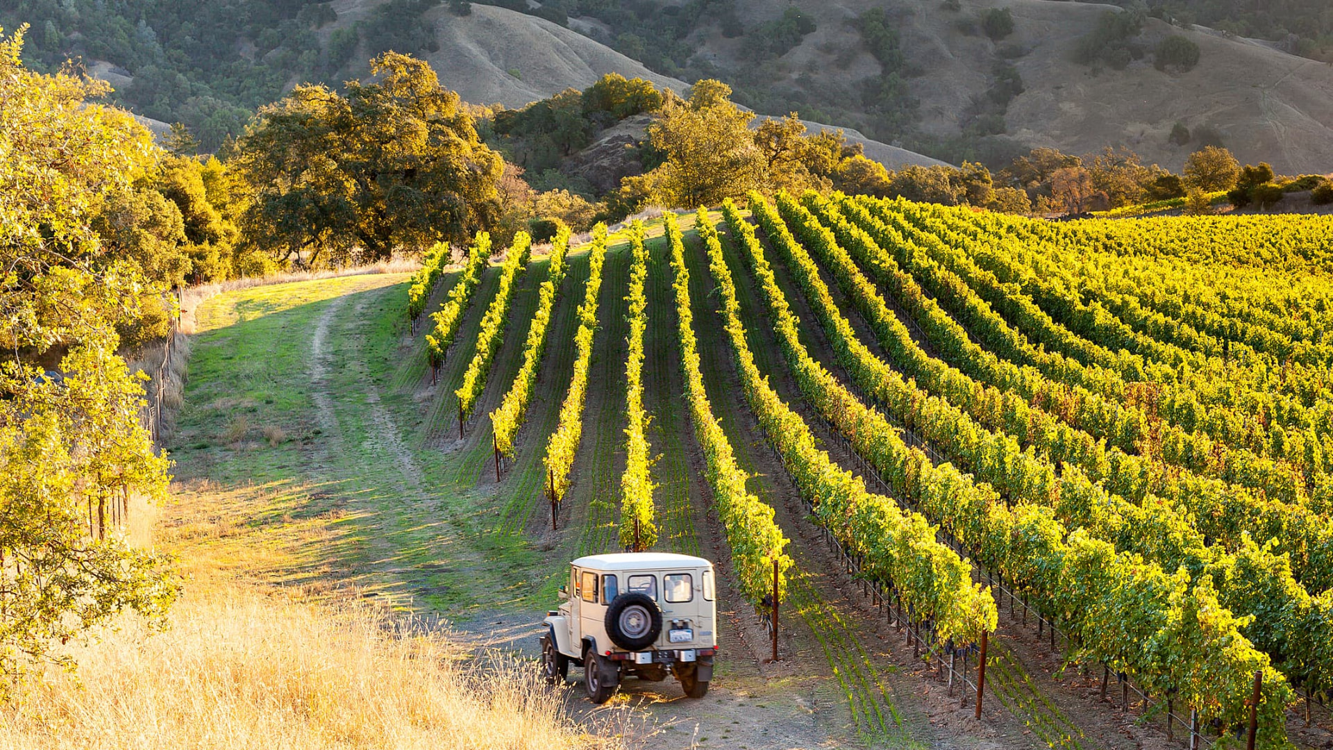 Vineyard rows on a Sonoma hillside at golden hour with a vintage truck on the access road