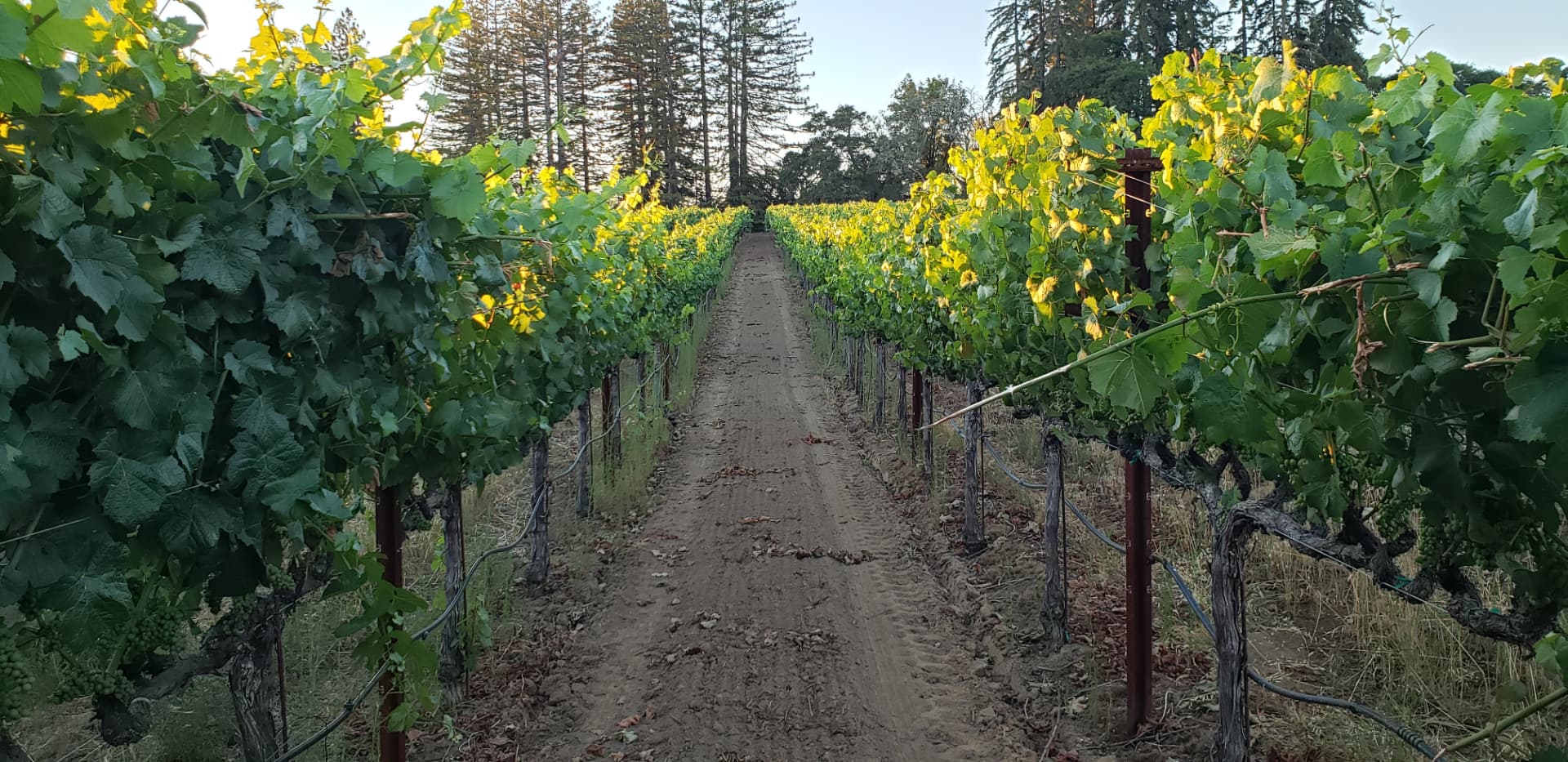 Rows of vines in the family vineyard at golden hour
